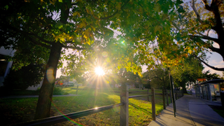Want to Make Your Commute Feel Shorter? Wait at a Tree-Lined Bus Stop